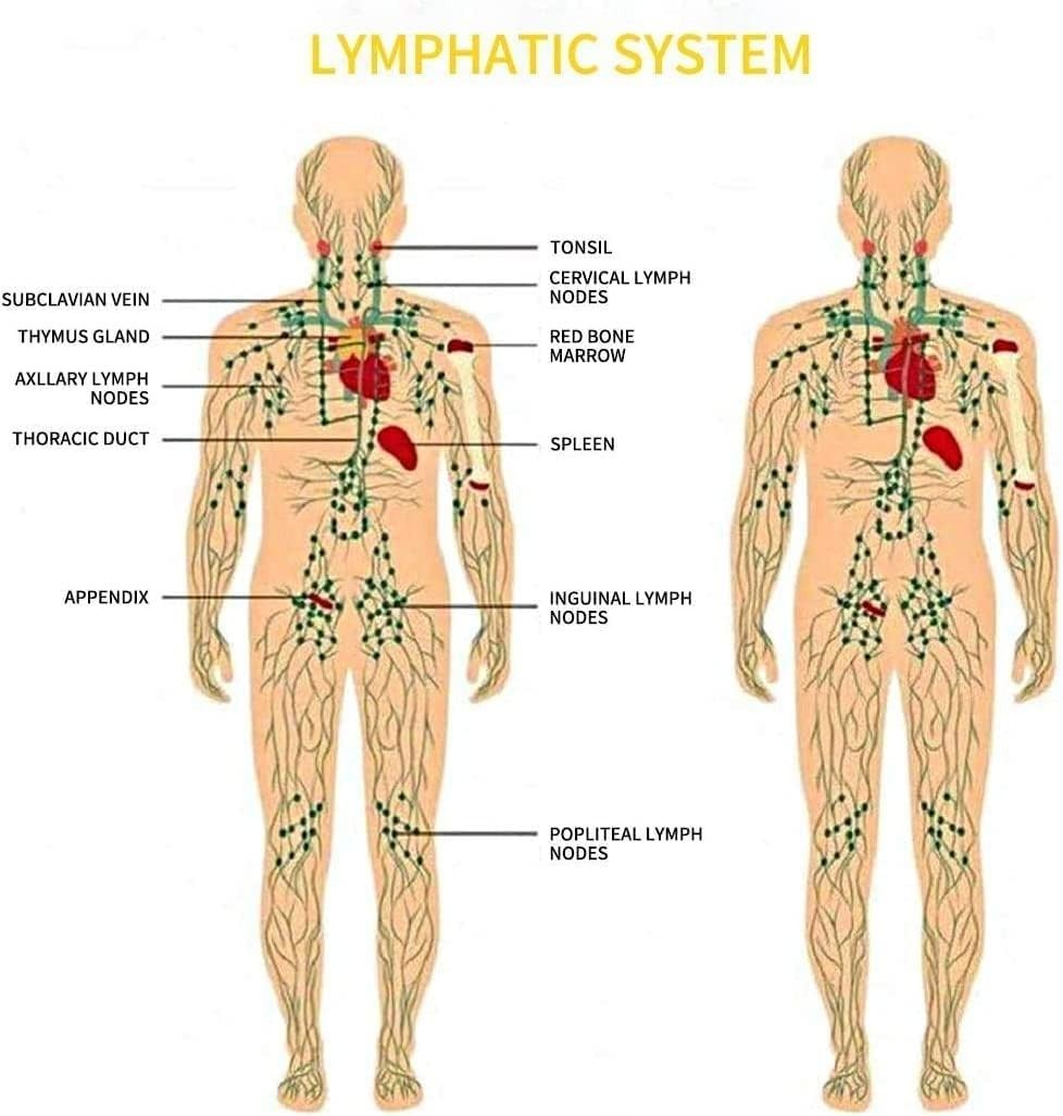 Ginger Oil,Ginger Massage Oil Lymphatic Drainage,Natural Ginger ideal for Oil S.